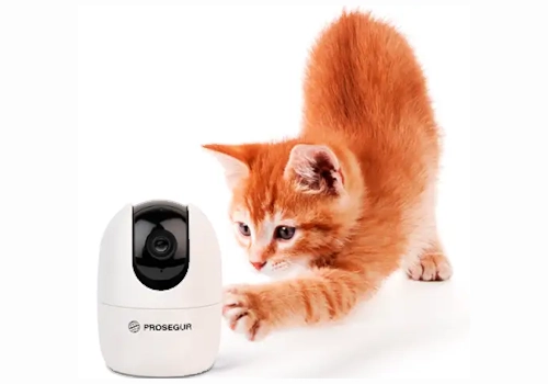 gato-camara